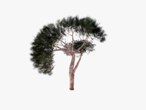 italian stone pine - pinus pinea and pinaster 3D मॉडल