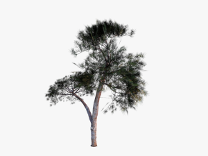 italian stone pine - pinus pinea and pinaster 3D मॉडल
