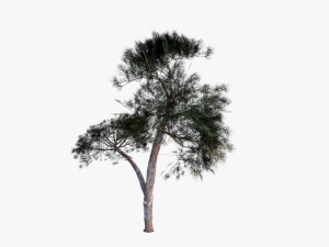 italian stone pine - pinus pinea and pinaster 3D Model