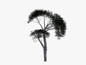 italian stone pine - pinus pinea and pinaster 3D मॉडल