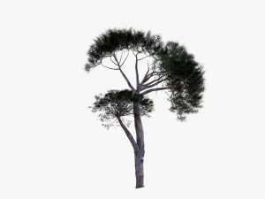 italian stone pine - pinus pinea and pinaster 3D Model