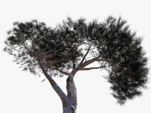 italian stone pine - pinus pinea and pinaster 3D मॉडल