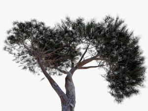 italian stone pine - pinus pinea and pinaster 3D Model
