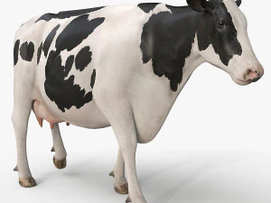cow pro holstein 3D Model