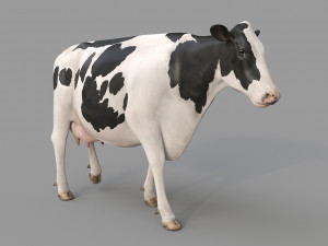 cow pro holstein 3D 模型