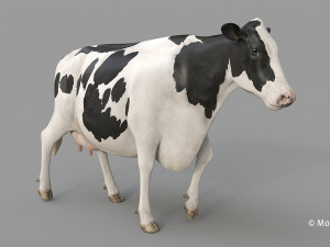 cow pro holstein 3D 模型