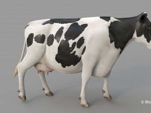 cow pro holstein 3D 模型