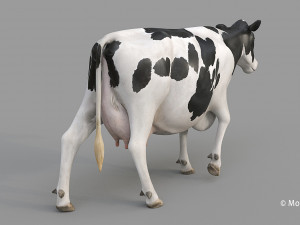 cow pro holstein 3D 模型
