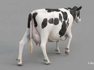 cow pro holstein 3D Model