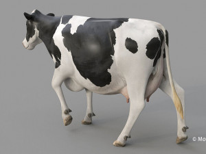 cow pro holstein 3D 模型