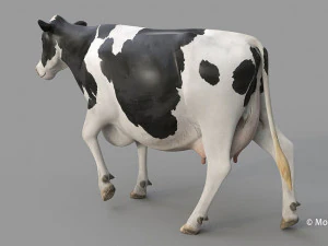 cow pro holstein 3D Model