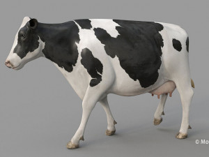 cow pro holstein 3D 模型