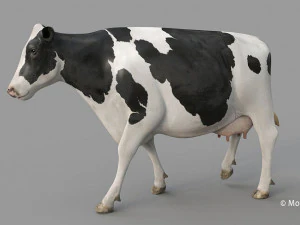 cow pro holstein 3D Model