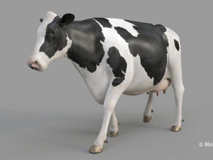 cow pro holstein 3D Model