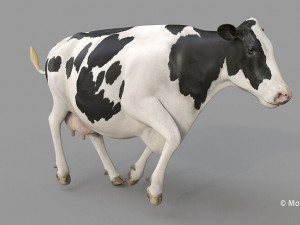 cow pro holstein 3D 模型