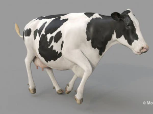 cow pro holstein 3D Model