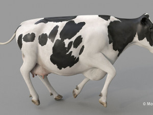 cow pro holstein 3D 模型