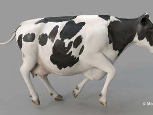 cow pro holstein 3D Model