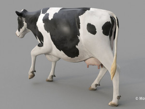 cow pro holstein 3D 模型