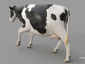cow pro holstein 3D Model