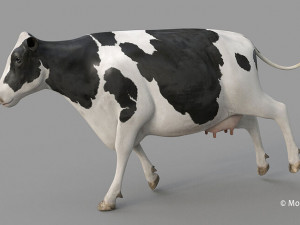 cow pro holstein 3D 模型