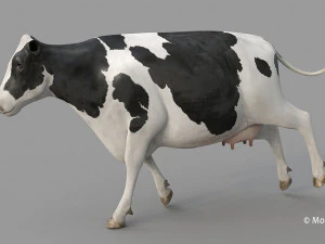 cow pro holstein 3D Model