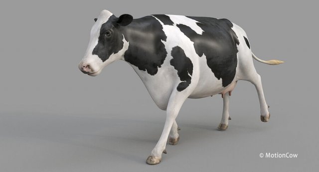 cow pro holstein 3D Model in İnek 3DExport