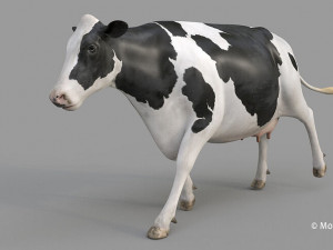 cow pro holstein 3D 模型