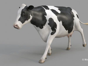 cow pro holstein 3D Model