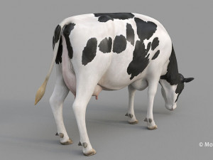 cow pro holstein 3D 模型