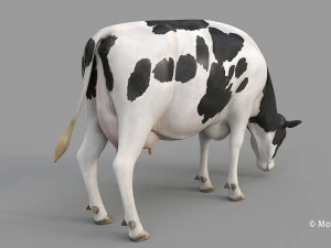 cow pro holstein 3D Model