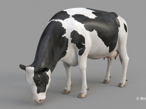 cow pro holstein 3D 模型