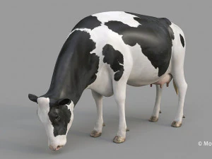 cow pro holstein 3D Model