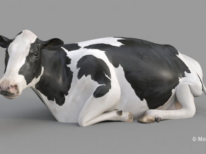 cow pro holstein 3D 模型