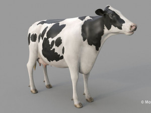 cow pro holstein 3D 模型