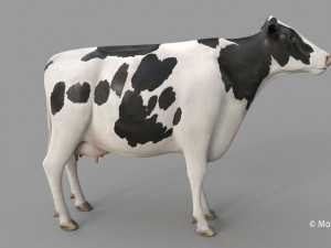 cow pro holstein 3D 模型
