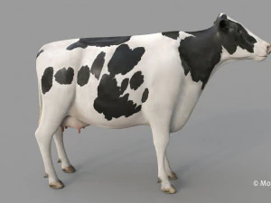 cow pro holstein 3D Model