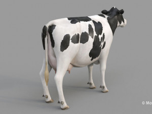 cow pro holstein 3D 模型