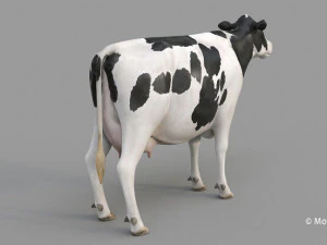 cow pro holstein 3D Model