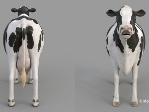 cow pro holstein 3D 模型