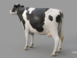 cow pro holstein 3D 模型
