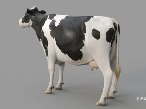cow pro holstein 3D Model