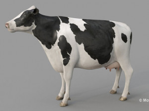 cow pro holstein 3D 模型