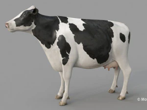 cow pro holstein 3D Model