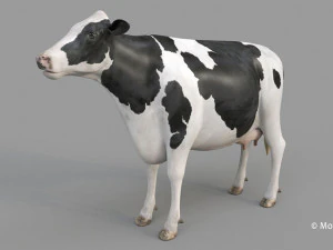 cow pro holstein 3D Model