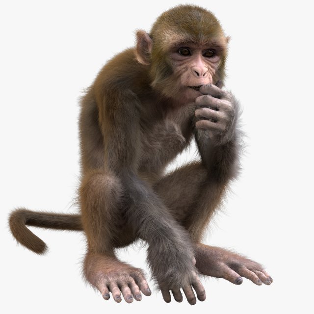 monkey fur rigged Modelo 3D .c4d .max .obj .3ds .fbx .stl .blend 