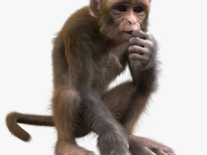 monkey fur rigged 3D Model