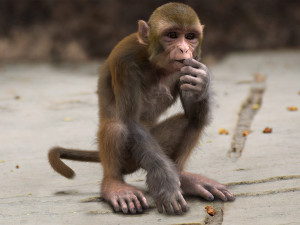 monkey fur rigged Modelo 3D