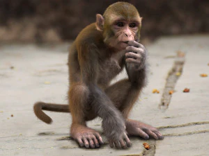 monkey fur rigged 3D Model