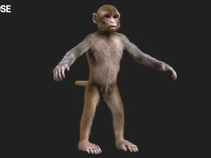 monkey fur rigged Modelo 3D